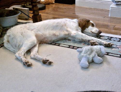 Georgia the Sweet English Setter