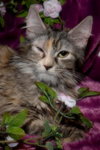 Lola the Breathtaking Maine Coon Kitten