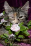 Lola the Breathtaking Maine Coon Kitten