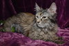 Lola the Breathtaking Maine Coon Kitten