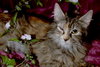 Lola the Breathtaking Maine Coon Kitten