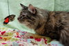 Lola the Breathtaking Maine Coon Kitten