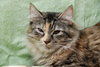 Lola the Breathtaking Maine Coon Kitten