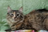 Lola the Breathtaking Maine Coon Kitten