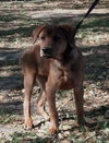 Chris Young the Shepherd/Lab