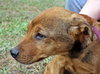 Chris Young the Shepherd/Lab