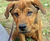 Chris Young the Shepherd/Lab