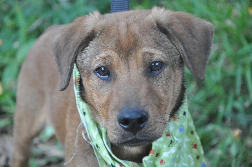 Chris Young the Shepherd/Lab