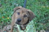 Chris Young the Shepherd/Lab