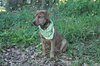 Chris Young the Shepherd/Lab