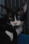 Patrick the Sweetheart Cat