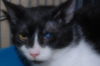 Patrick the Sweetheart Cat