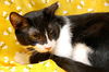 Patrick the Sweetheart Cat