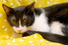 Patrick the Sweetheart Cat
