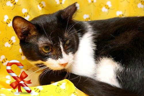 Patrick the Sweetheart Cat
