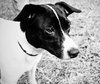 Hilary Scott the Rat Terrier