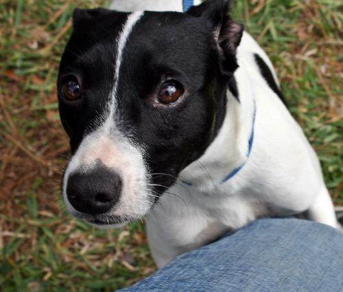 Hilary Scott the Rat Terrier