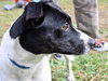 Hilary Scott the Rat Terrier
