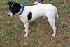 Hilary Scott the Rat Terrier