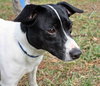 Hilary Scott the Rat Terrier
