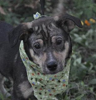 Usher the Shepherd Puppy