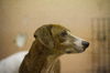 Dinah the Petite Plott Hound