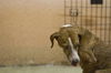 Dinah the Petite Plott Hound