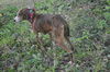 Dinah the Petite Plott Hound