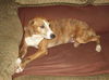 Dinah the Petite Plott Hound