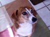 Dinah the Petite Plott Hound