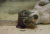 Minnie Pearl the Wirehair Jack Russell