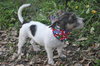 Minnie Pearl the Wirehair Jack Russell