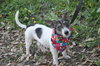 Minnie Pearl the Wirehair Jack Russell