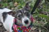 Minnie Pearl the Wirehair Jack Russell