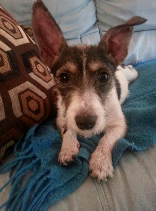 Minnie Pearl the Wirehair Jack Russell