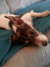 Minnie Pearl the Wirehair Jack Russell