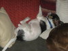 Minnie Pearl the Wirehair Jack Russell
