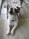 Minnie Pearl the Wirehair Jack Russell