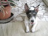 Minnie Pearl the Wirehair Jack Russell