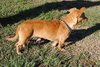 Megan the Chihuahua