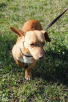 Megan the Chihuahua