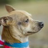 Johnny Cash the Tiny Chihuahua