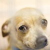 Johnny Cash the Tiny Chihuahua