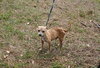 Johnny Cash the Tiny Chihuahua