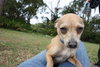 Johnny Cash the Tiny Chihuahua