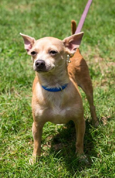 Johnny Cash the Tiny Chihuahua