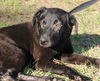 Kenny Chesney the Black Lab