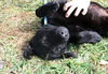 Kenny Chesney the Black Lab