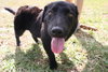 Reese Witherspoon the Loving Labrador