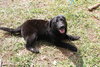 Reese Witherspoon the Loving Labrador